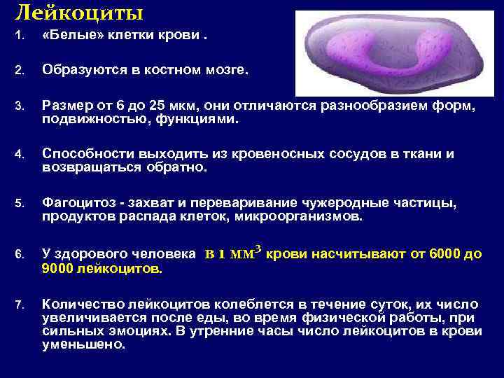 Лейкоциты 1. «Белые» клетки крови. 2. Образуются в костном мозге. 3. Размер от 6