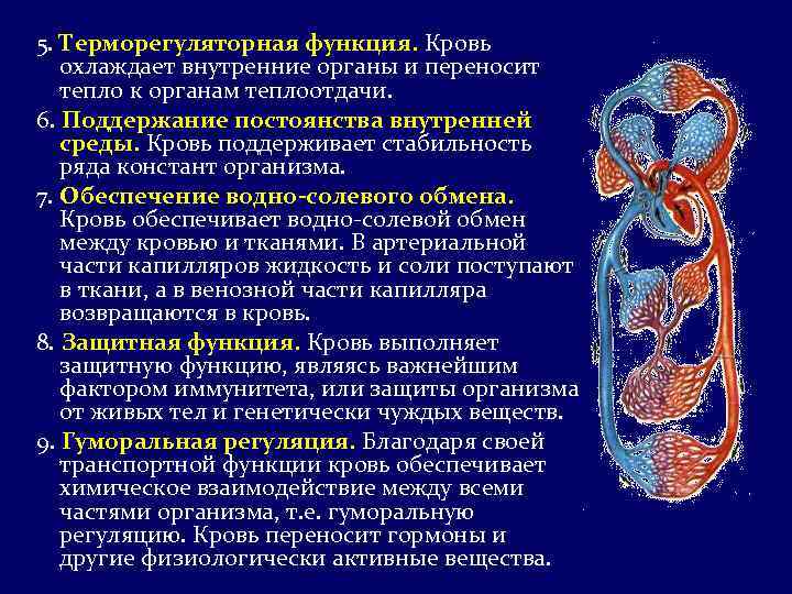 5. Терморегуляторная функция. Кровь охлаждает внутренние органы и переносит тепло к органам теплоотдачи. 6.