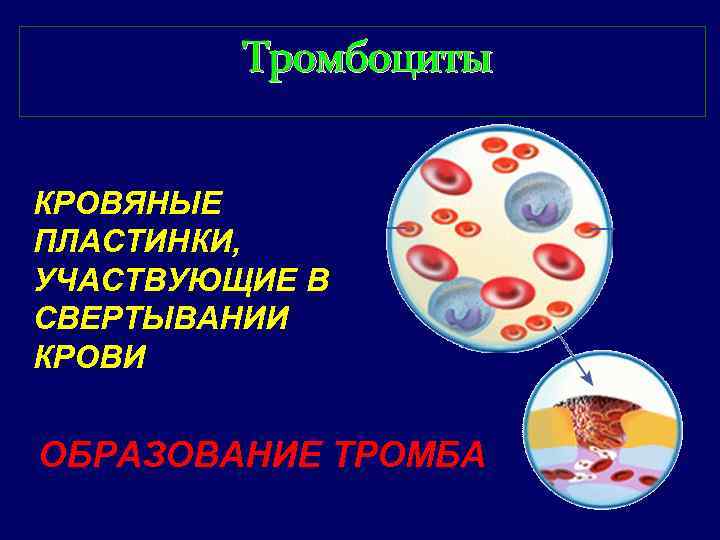 Тромбоциты КРОВЯНЫЕ ПЛАСТИНКИ, УЧАСТВУЮЩИЕ В СВЕРТЫВАНИИ КРОВИ ОБРАЗОВАНИЕ ТРОМБА 