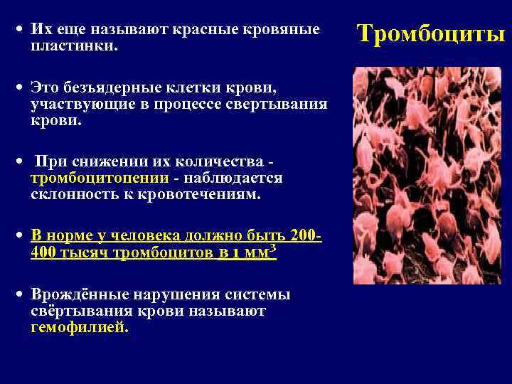  Их еще называют красные кровяные пластинки. Это безъядерные клетки крови, участвующие в процессе
