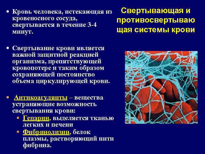  Кровь человека, истекающая из кровеносного сосуда, свертывается в течение 3 -4 минут. Свертывание