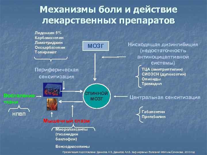 Механизмы боли и действие лекарственных препаратов Лидокаин 5% Карбамазепин Ламотриджин Окскарбазепин Топирамат МОЗГ Периферическая
