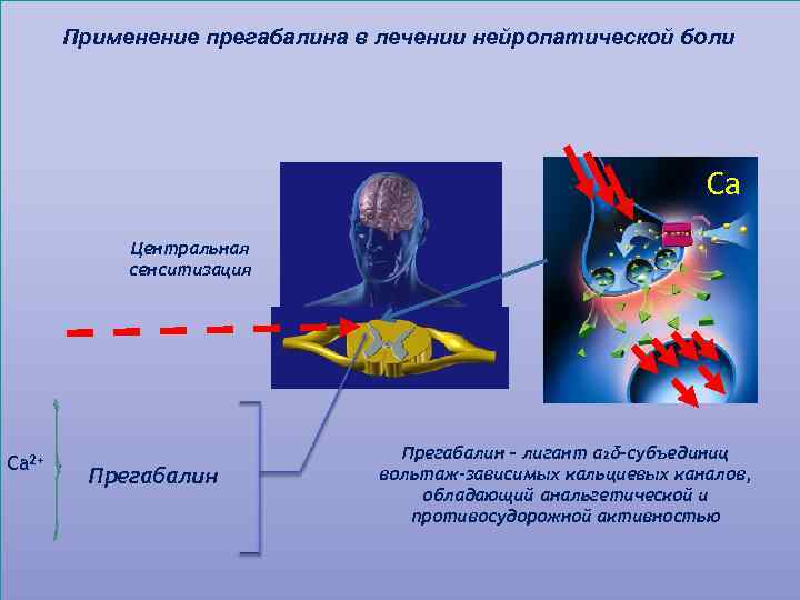 Применение прегабалина в лечении нейропатической боли Са Центральная сенситизация Ca 2+ Прегабалин – лигант