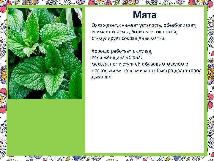 Мята Охлаждает, снимает усталость, обезболивает, снимает спазмы, борется с тошнотой, стимулирует сокращения матки. Хорошо
