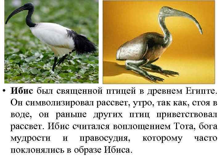  • Ибис был священной птицей в древнем Египте. Он символизировал рассвет, утро, так