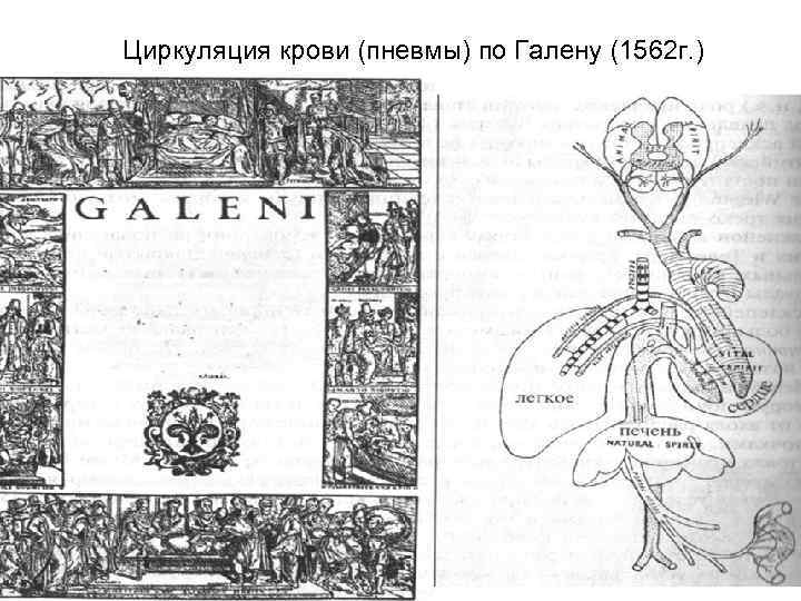 Циркуляция крови (пневмы) по Галену (1562 г. ) 