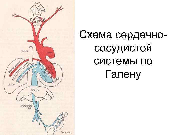 Схема сердечно сосудистой системы по Галену 