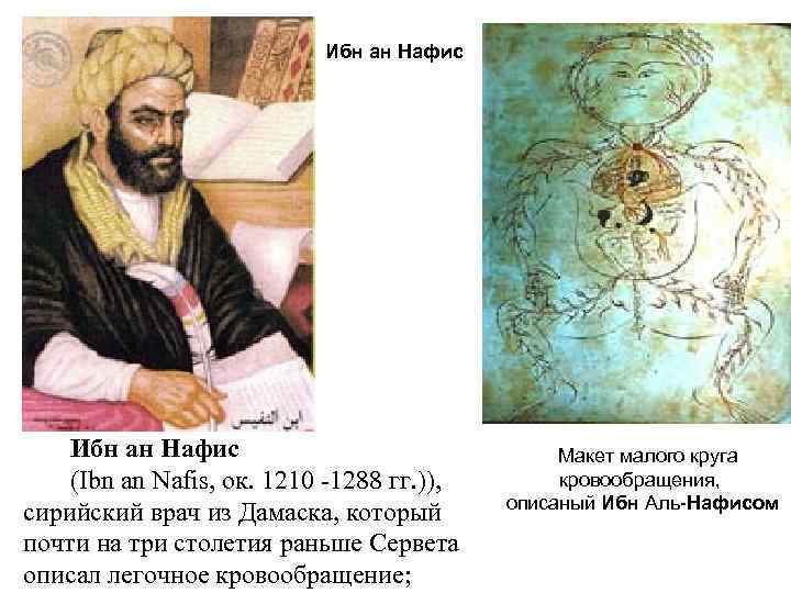  Ибн ан Нафис (Ibn an Nafis, ок. 1210 1288 гг. )), сирийский врач