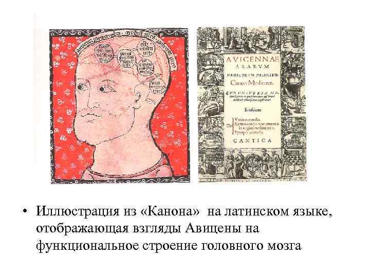  • Иллюстрация из «Канона» на латинском языке, отображающая взгляды Авицены на функциональное строение