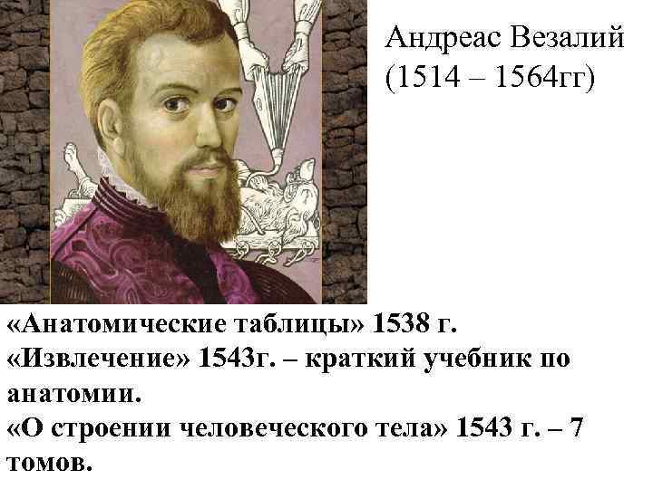 Андреас Везалий (1514 – 1564 гг) «Анатомические таблицы» 1538 г. «Извлечение» 1543 г. –
