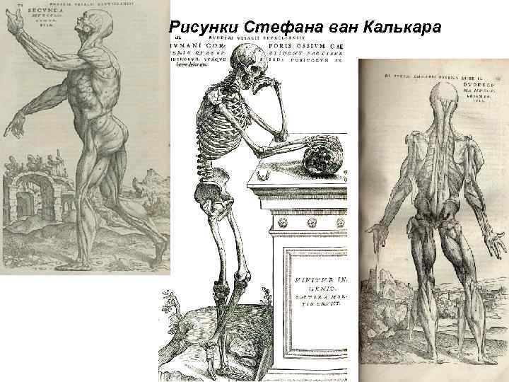 Рисунки Стефана ван Калькара 