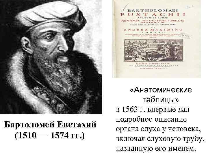 Бартоломей Евстахий (1510 ― 1574 гг. ) «Анатомические таблицы» в 1563 г. впервые дал