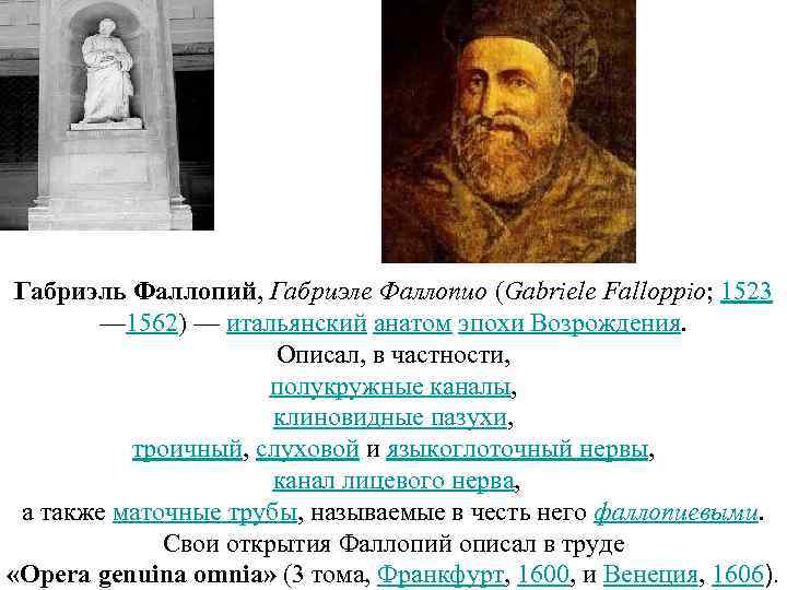 Габриэль Фаллопий, Габриэле Фаллопио (Gabriele Falloppio; 1523 — 1562) — итальянский анатом эпохи Возрождения.