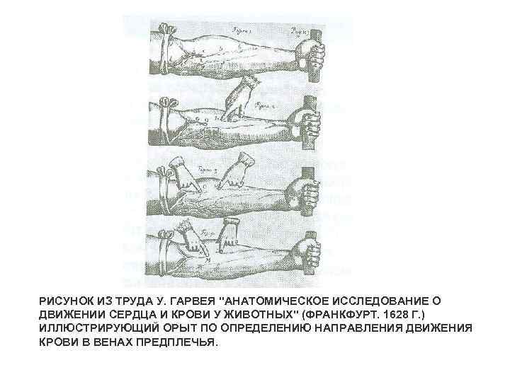 РИСУНОК ИЗ ТРУДА У. ГАРВЕЯ 