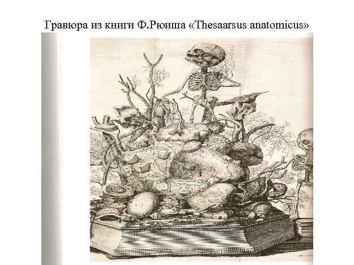 Гравюра из книги Ф. Рюиша «Thesaarsus anatomicus» 