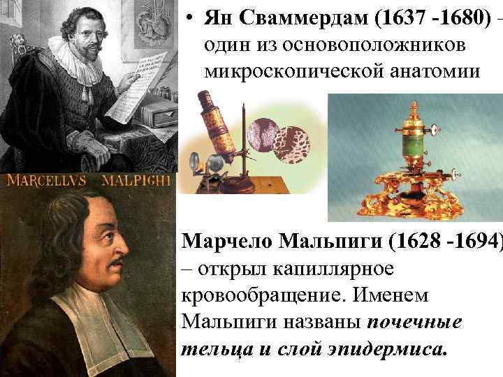  • Ян Сваммердам (1637 -1680) – один из основоположников микроскопической анатомии Марчело Мальпиги