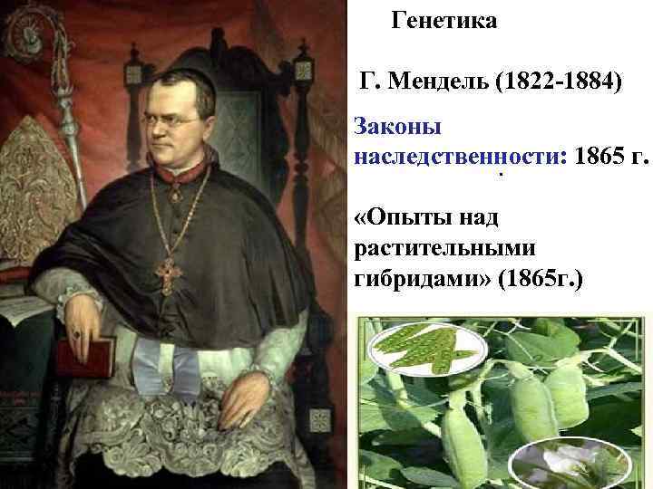  Генетика Г. Мендель (1822 -1884) Законы наследственности: 1865 г. . «Опыты над растительными