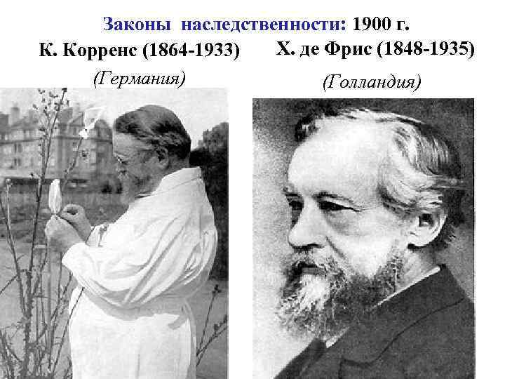 Законы наследственности: 1900 г. Х. де Фрис (1848 -1935) К. Корренс (1864 -1933) (Германия)
