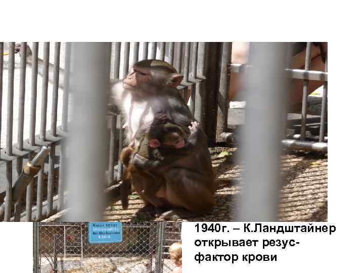 1940 г. – К. Ландштайнер открывает резусфактор крови 