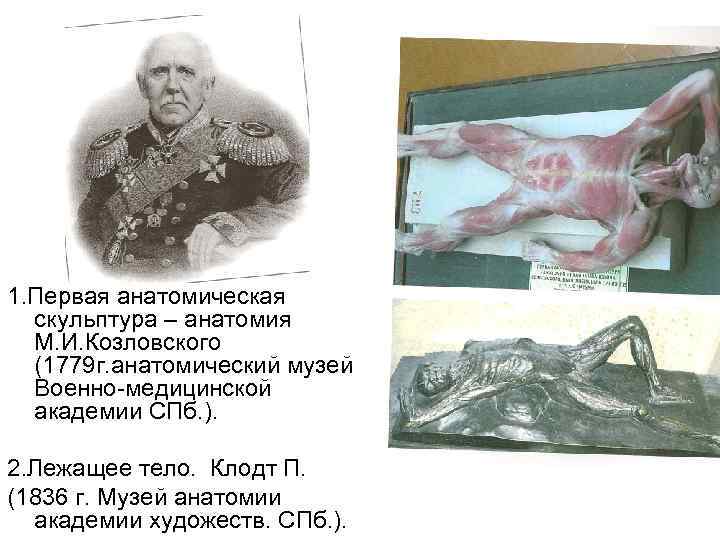 1. Первая анатомическая скульптура – анатомия М. И. Козловского (1779 г. анатомический музей Военно-медицинской