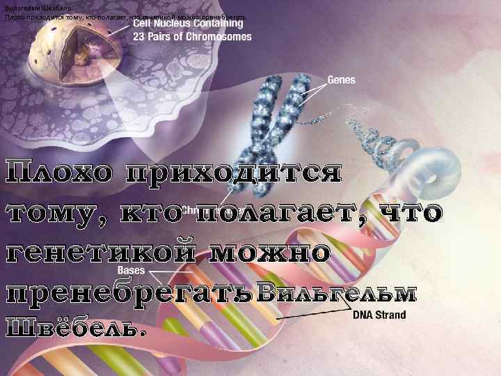 Вильгельм Швёбель. Плохо приходится тому, кто полагает, что генетикой можно пренебрегать Вильгельм. Швёбель. 
