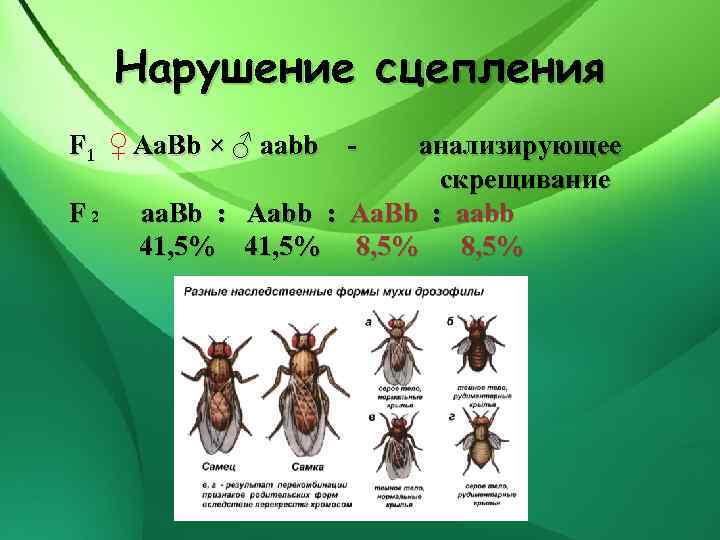 Нарушение сцепления F 1 ♀ Аa. Вb × ♂ ааbb F 2 анализирующее скрещивание