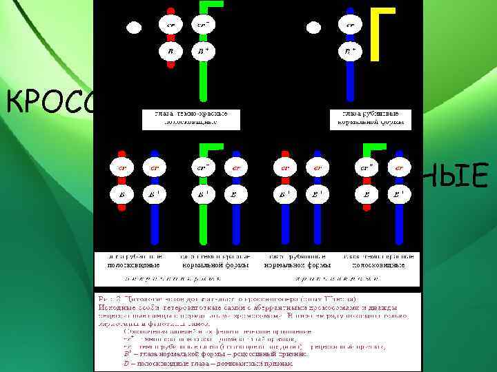 ↓ ГАМЕТЫ КРОССОВЕРНЫЕ ↓ НЕКРОССОВЕРНЫЕ 