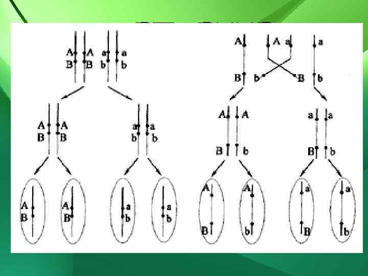 СЦЕПЛЕНИЕ полное – рекомбинация не возможна неполное – рекомбинация возможна 