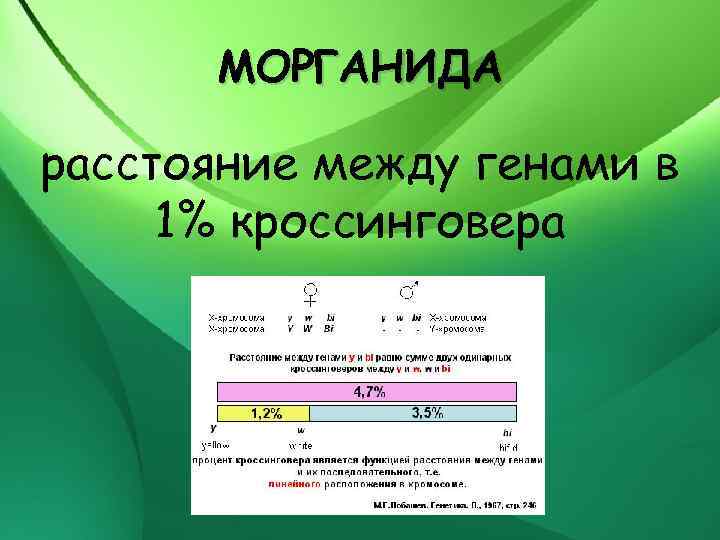 МОРГАНИДА расстояние между генами в 1% кроссинговера 
