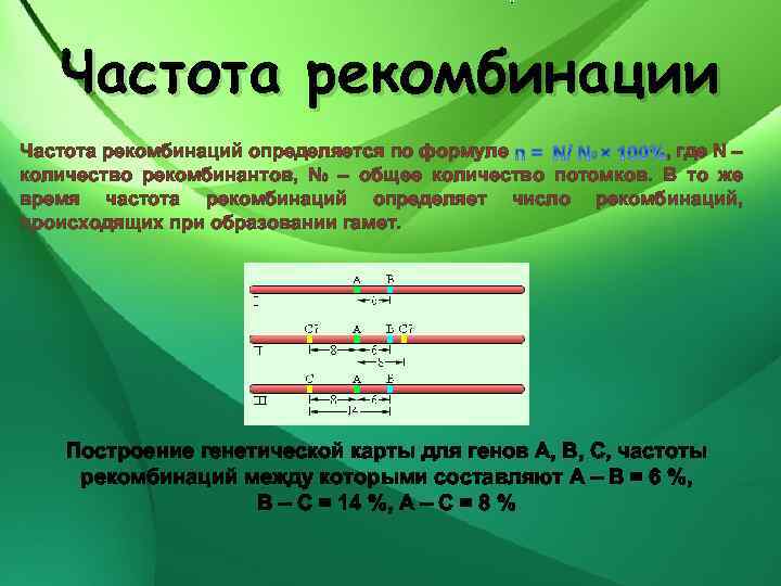 Частота рекомбинации Частота рекомбинаций определяется по формуле , где N – количество рекомбинантов, N