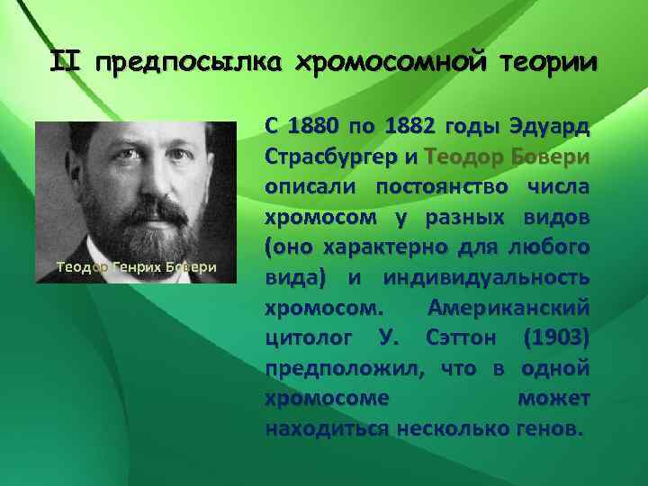 II предпосылка хромосомной теории Теодор Генрих Бовери С 1880 по 1882 годы Эдуард Страсбургер
