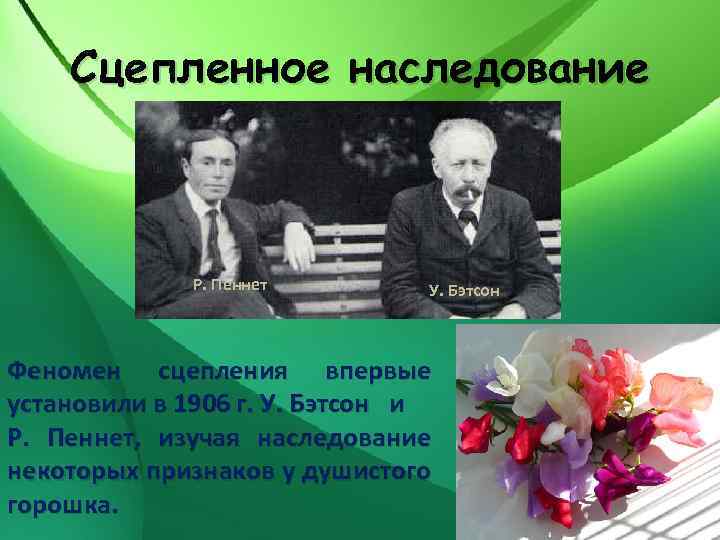 Сцепленное наследование Р. Пеннет У. Бэтсон Феномен сцепления впервые установили в 1906 г. У.