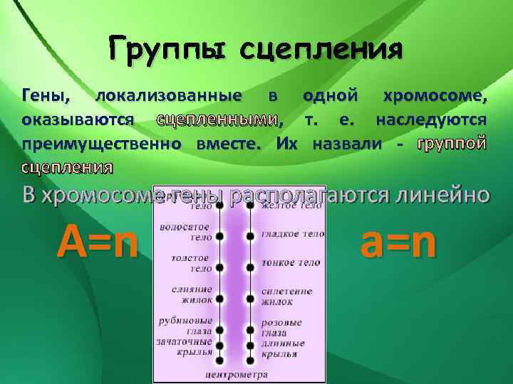 Группы сцепления Гены, локализованные в одной хромосоме, оказываются сцепленными, т. е. наследуются преимущественно вместе.