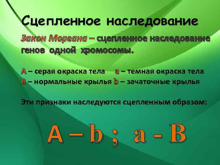 Сцепленное наследование Закон Моргана – сцепленное наследование генов одной хромосомы. А – серая окраска