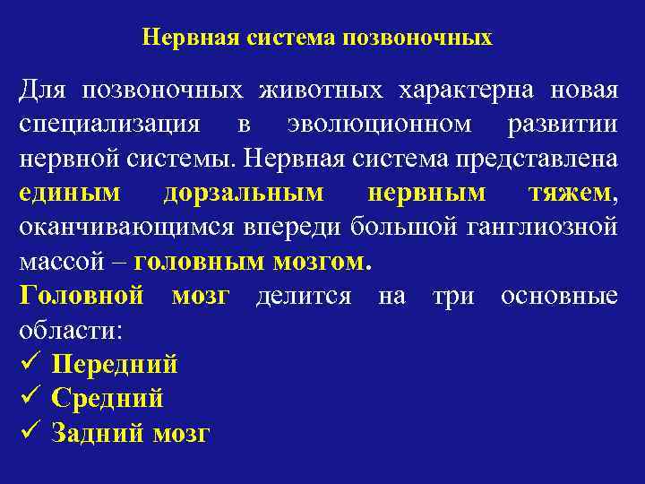 Закончите схему нервная система позвоночных животных