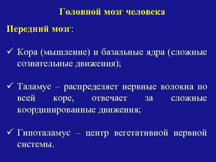 Головной мозг человека Передний мозг: ü Кора (мышление) и базальные ядра (сложные сознательные движения);