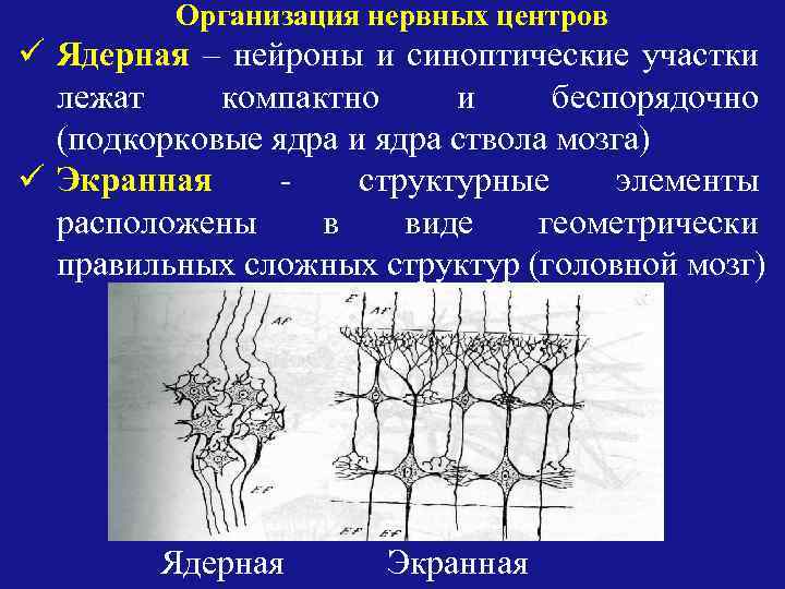 Организация нервных центров ü Ядерная – нейроны и синоптические участки лежат компактно и беспорядочно