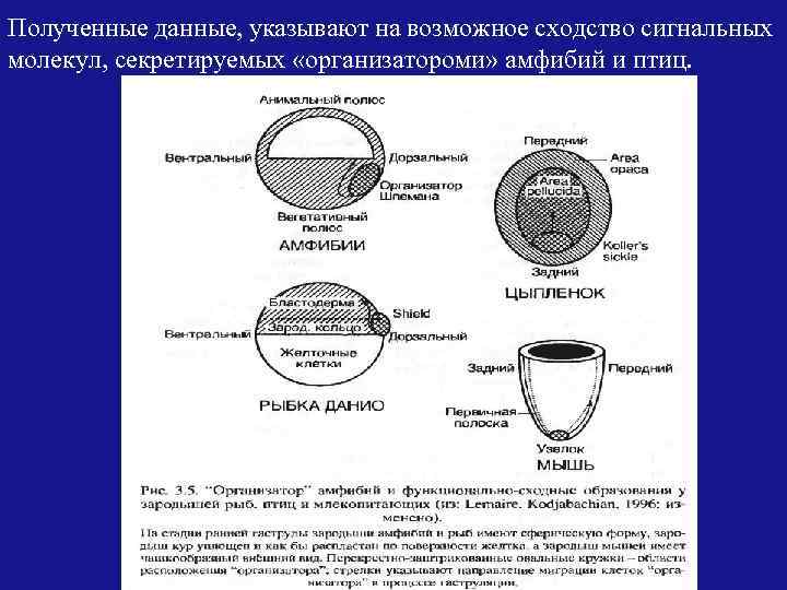 Полученные данные, указывают на возможное сходство сигнальных молекул, секретируемых «организатороми» амфибий и птиц. 