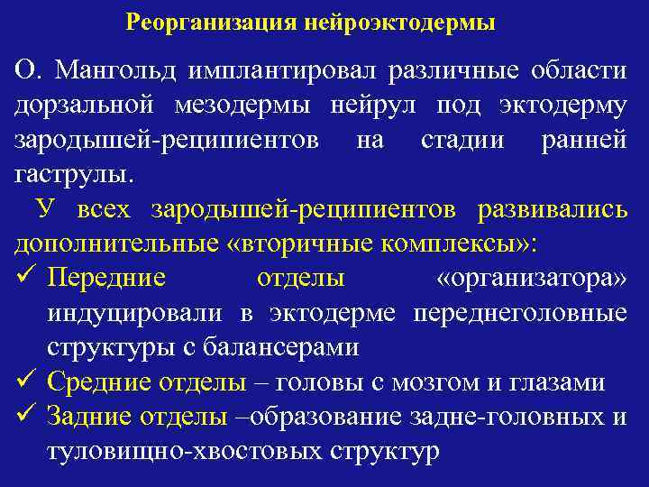 Реорганизация нейроэктодермы О. Мангольд имплантировал различные области дорзальной мезодермы нейрул под эктодерму зародышей-реципиентов на