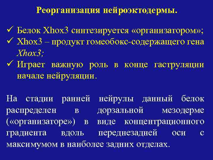 Реорганизация нейроэктодермы. ü Белок Xhox 3 синтезируется «организатором» ; ü Xhox 3 – продукт
