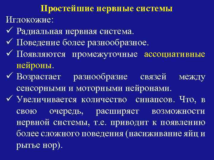 Простейшие нервные системы Иглокожие: ü Радиальная нервная система. ü Поведение более разнообразное. ü Появляются