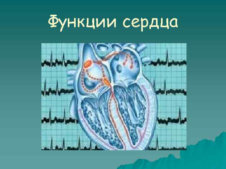 Сердце функции. Основная функция сердца. Главная функция сердца. Функции сердца дыхательная. Мос функции сердца.