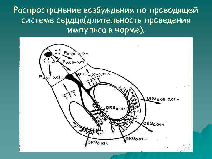 Распространение возбуждения по проводящей системе сердца(длительность проведения импульса в норме). 