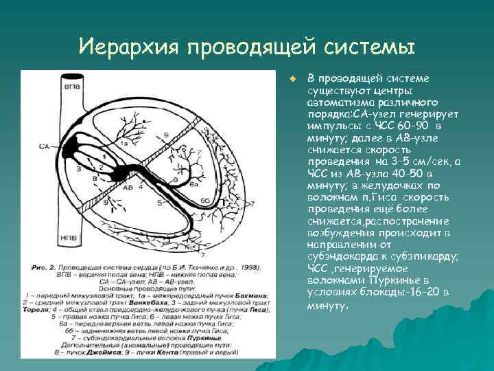 Иерархия проводящей системы u В проводящей системе существуют центры автоматизма различного порядка: СА-узел генерирует