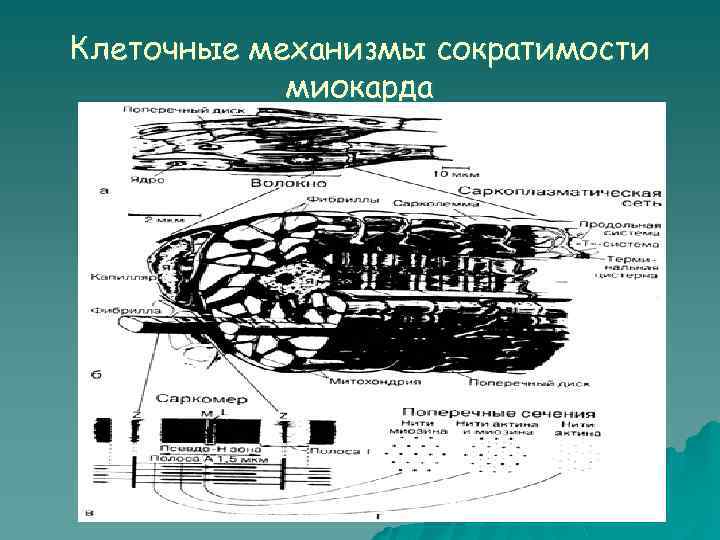 Клеточные механизмы сократимости миокарда 