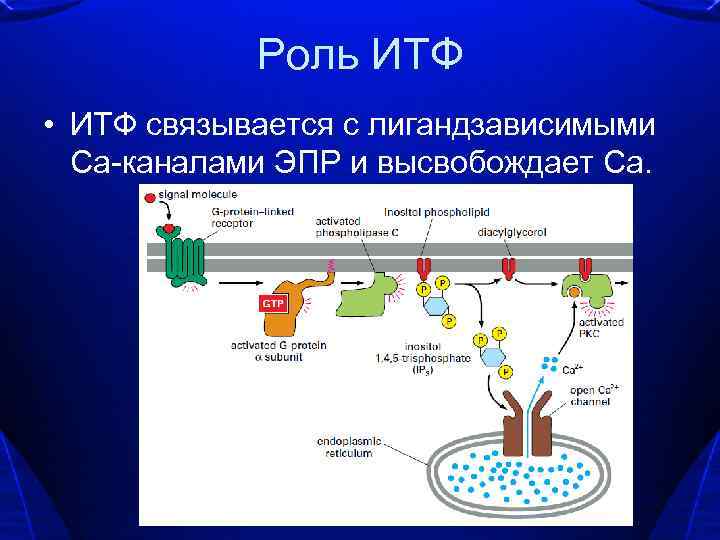 Роль ИТФ • ИТФ связывается с лигандзависимыми Са-каналами ЭПР и высвобождает Са. 