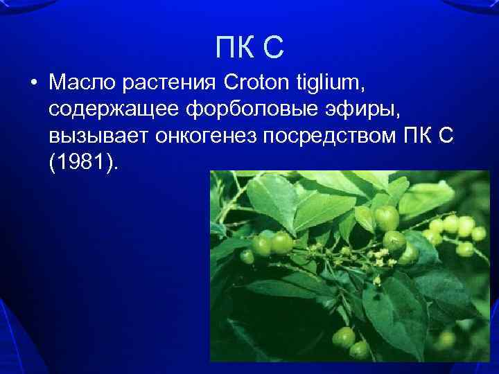 ПК С • Масло растения Croton tiglium, содержащее форболовые эфиры, вызывает онкогенез посредством ПК