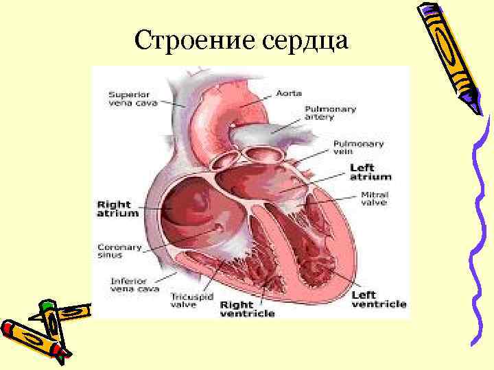 Строение сердца 
