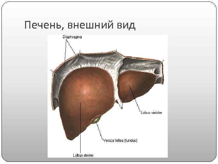 Печень, внешний вид 