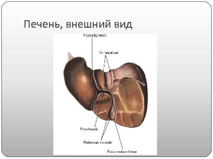 Печень, внешний вид 